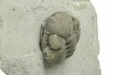 Wide, Enrolled Eldredgeops Trilobite - Ohio #270287-2